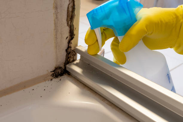 Best DIY Mold Remediation Support Services in Ventress, LA