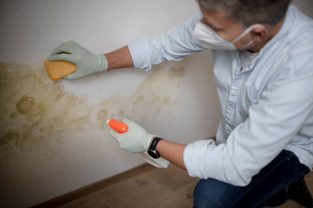 Best Black Mold Remediation in Ventress, LA